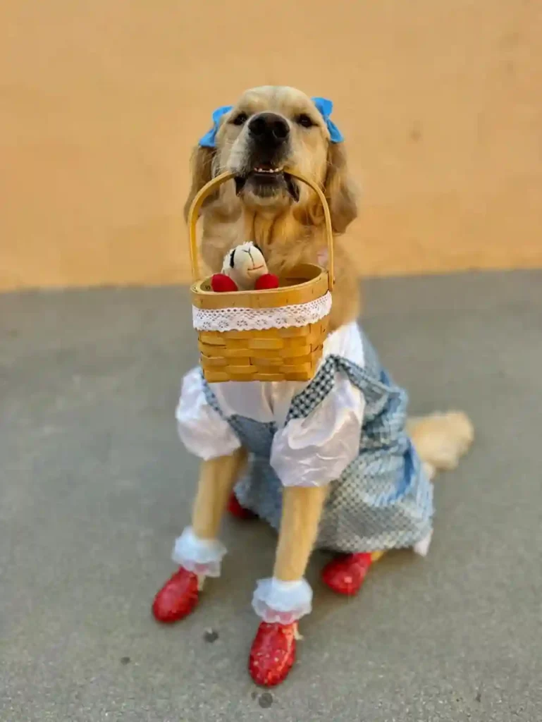 Dorothy Costume